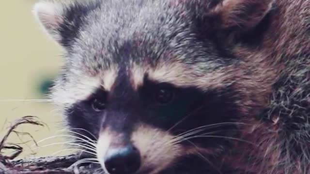 Heal the system # Raccoon