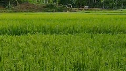 The atmosphere of the rice fields in the morning