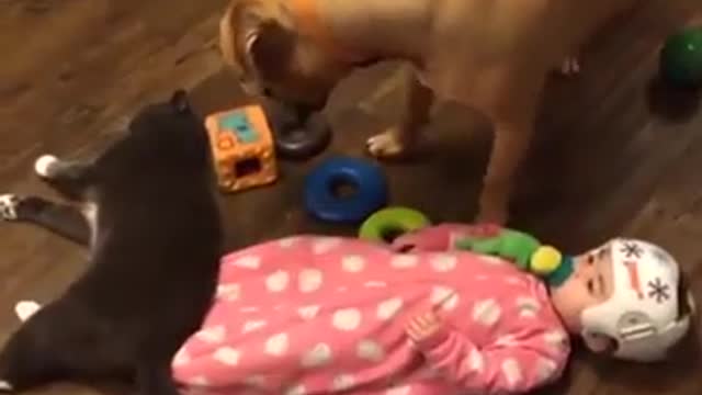 Funny cats vs dog fight .. I love them see like try not to laugh 😂