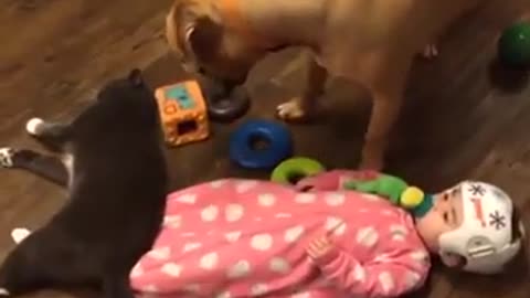 Funny cats vs dog fight .. I love them see like try not to laugh 😂