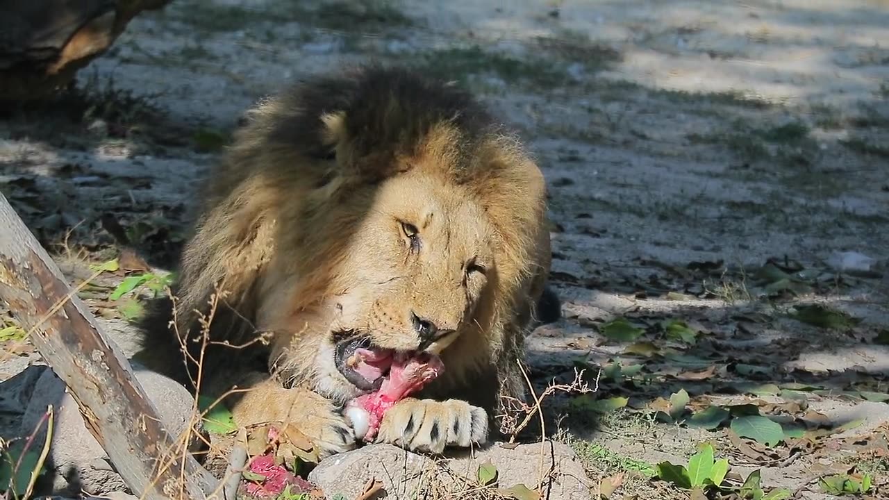 Hungry Lion Feeding On Fresh Meat