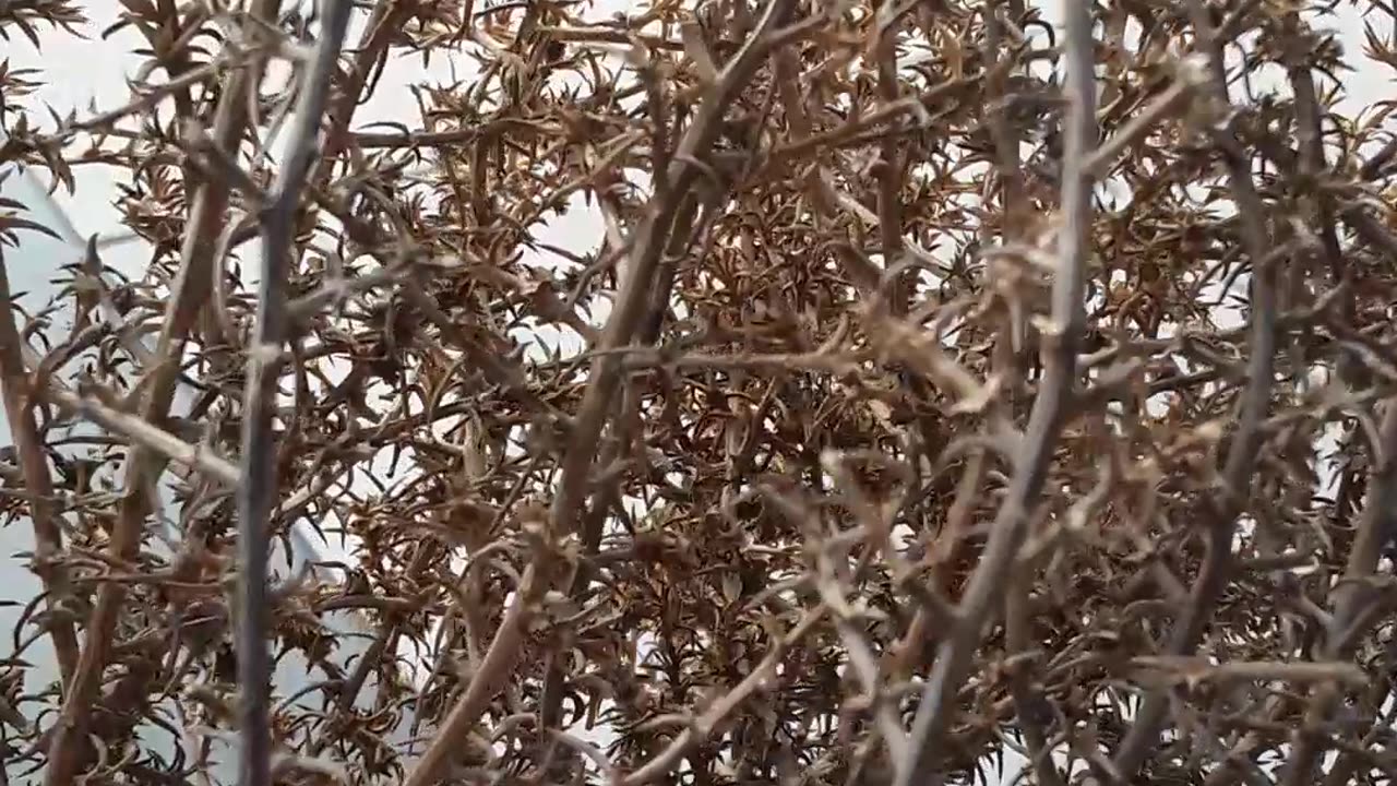 Like a Tumbleweed fleeing from God's wrath. Chandler, AZ 2/22/23