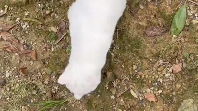 Do you think this is really Fufu?