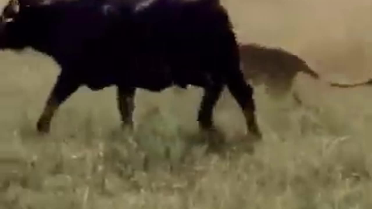 Buffalo battle for new born baby buffalo #shorts #wildlife #lion #buffalo
