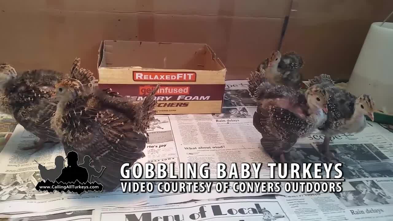 Amazing! Gobbling Baby Turkeys - Calling All Turkeys