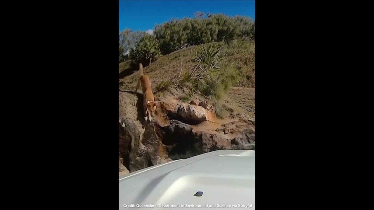 Dingo Danger! Australian Government Warns Tourists of Dingo Attacks