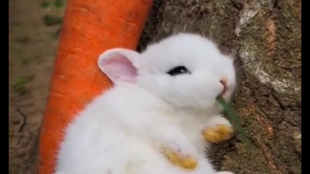 I really love this little rabbit, it is really cute