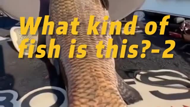 What kind of fish is this