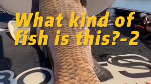 What kind of fish is this