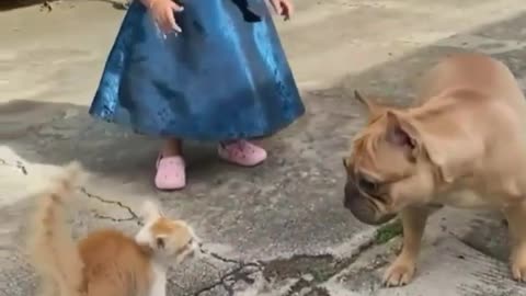 Dog vs cat Funny Fight