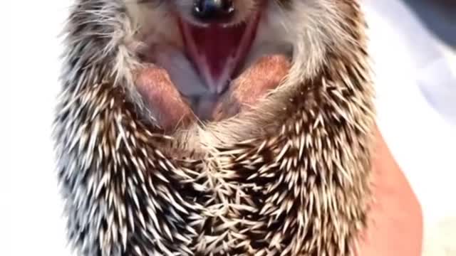 cute hedgehog yawns