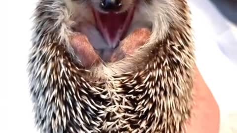 cute hedgehog yawns