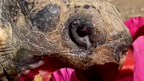 Giant Turtle Eating Watermelon #shorts #viral #shortsvideo #video