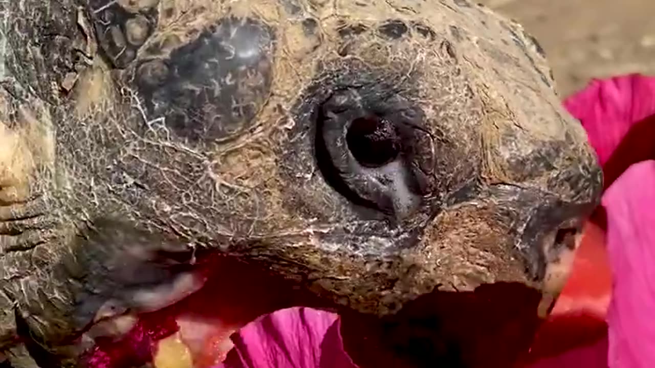 Giant Turtle Eating Watermelon #shorts #viral #shortsvideo #video