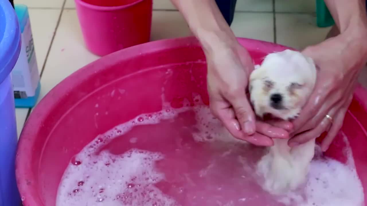 First Cute Pomeranian Puppy Bath | Funny Dogs Puppies | Min Puppy #6