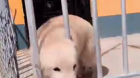 Smart puppy