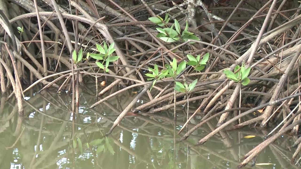 Vietnam Mangrove Aquaculture