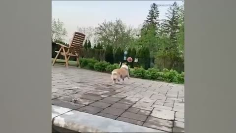 THE BEST CUTE AND FUNNY DOG VIDEOS OF 2020! 🐶