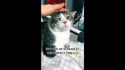 Try Not To Laugh with these funny pets pt 2