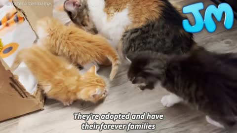 Cat with super pregnant was found outside is sweet after rescued