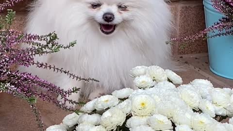 Pomeranian Dog