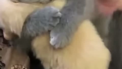 One IN A Million Love Cat😻😽💗💖CUTE Kitten Hugs#shorts#short#pets#cat#love#puppy