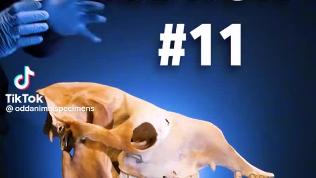 Interesting skull facts for you