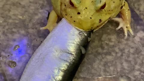 Frog Bites Off More Than He Can Chew