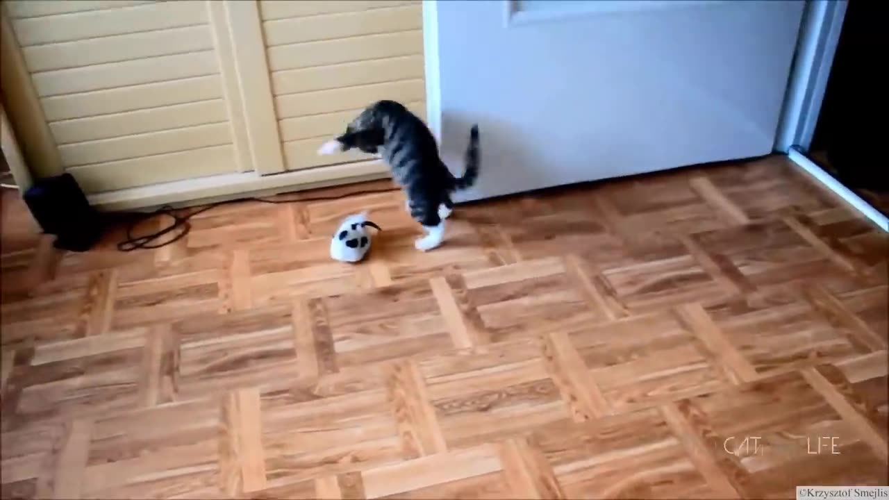 Funny animals cats part 2 #cats #dogs#comedy#laugh#fun#america#rumble#viral
