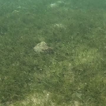 Snorkeling Bliss at Laguindingan’s Healing Reef