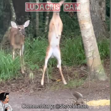 Squirrel Uppercuts Bambi