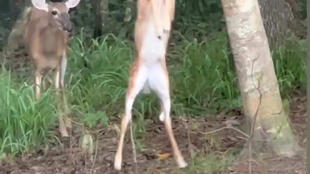 Squirrel Uppercuts Bambi