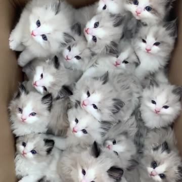 Cute cats #cute #kitten #funny #cats #shorts