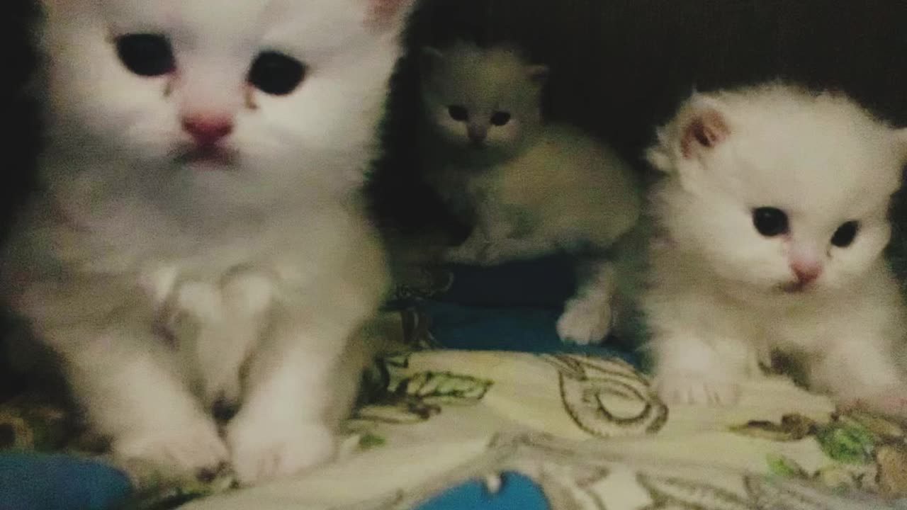 4 Cute kittens playing and Looking at each other