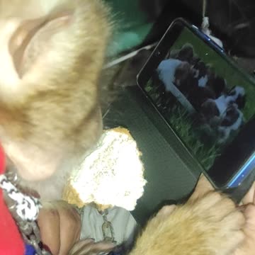 monkey watching rumble