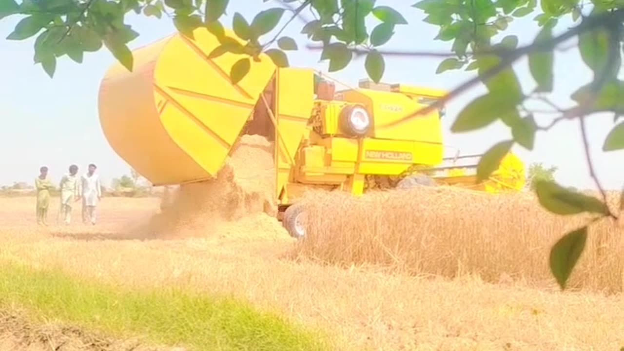 This video about farming how we cutting wheat 🌾🌾🌾