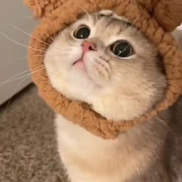 Voice of cat #shorts