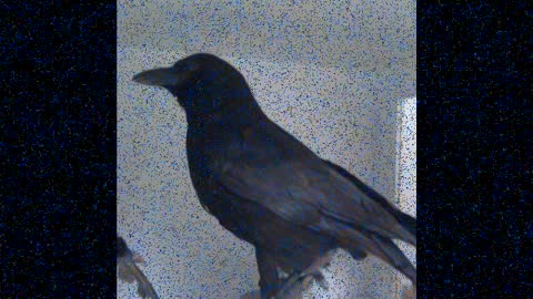 Ako Ne Ko Pita - Dedo