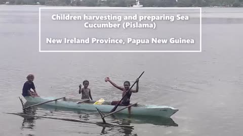 PNG travels- Sea Cucumber Processing- Harvest, Prepare and Dry_Cut