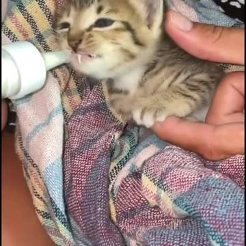 Kitten drinks milk from a bottle