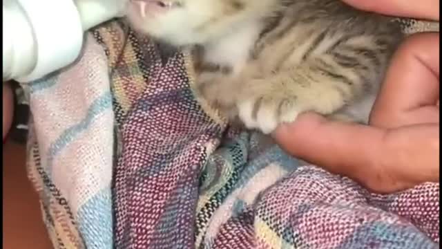 Kitten drinks milk from a bottle
