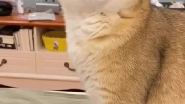 Angry cat reaction status