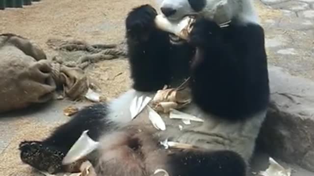 Panda enjoys eating bamboo