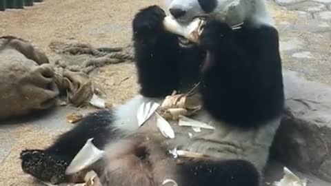 Panda enjoys eating bamboo