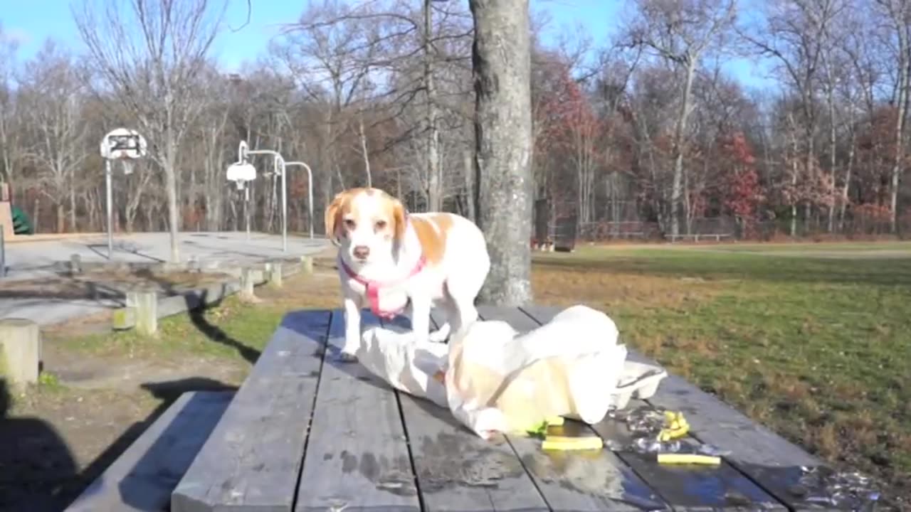 Dogs' Epic Shopping Cart Voyage: Funny Dogs Maymo & Penny