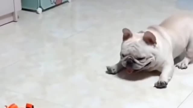 Cute_dog_funny_video_😂😂