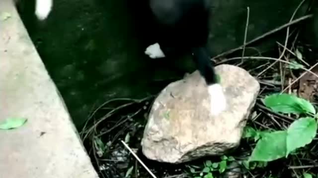 Helping puppy