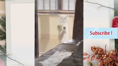 ANIMAL FUNNY VIDEOS: Compilation of funny animal videos #1.