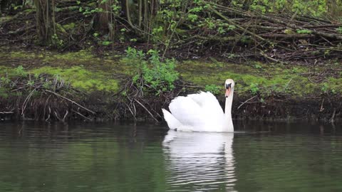 White Swan 🦢