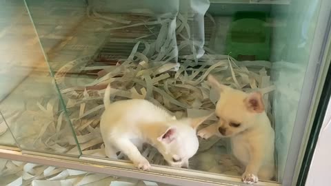 FUNNY DOGS